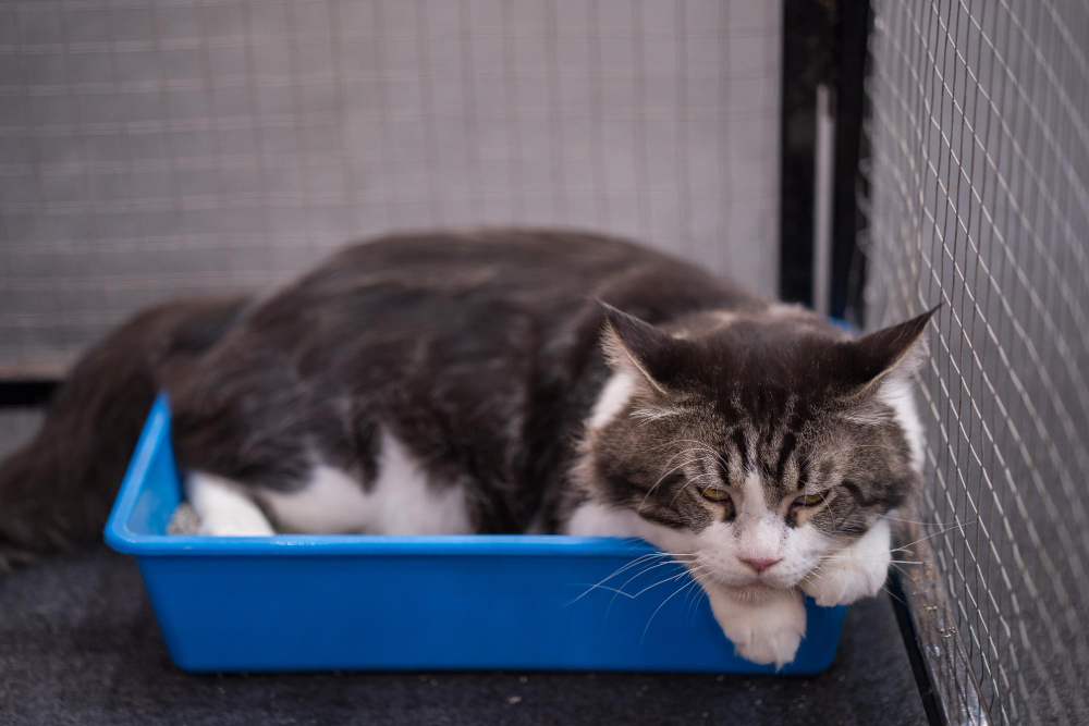 Cat Litter Box Odours