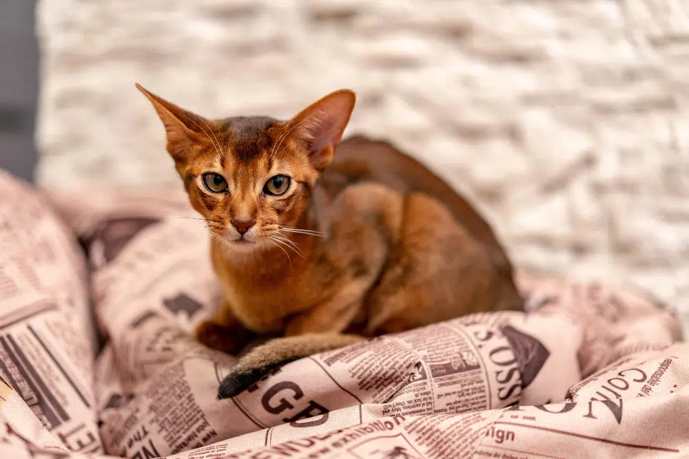 Oriental Shorthair cat