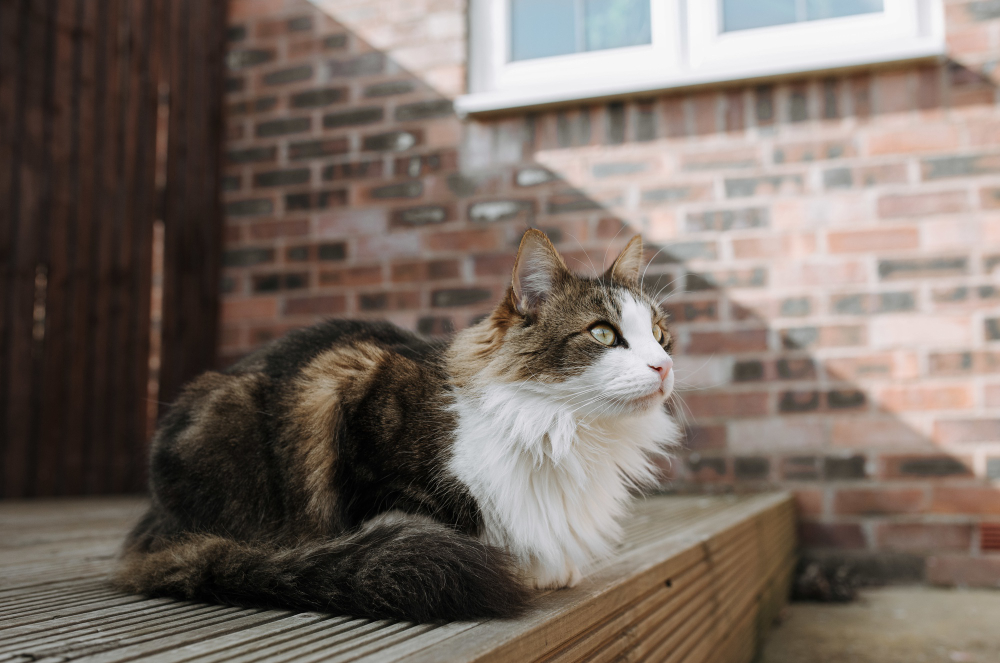 Siberian cat