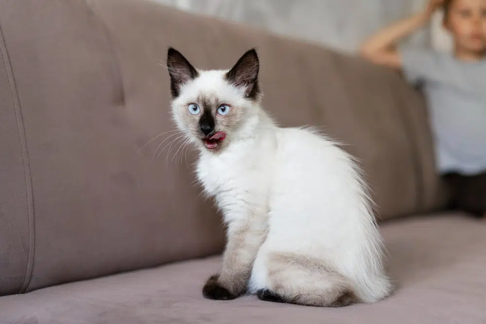 balinese cat