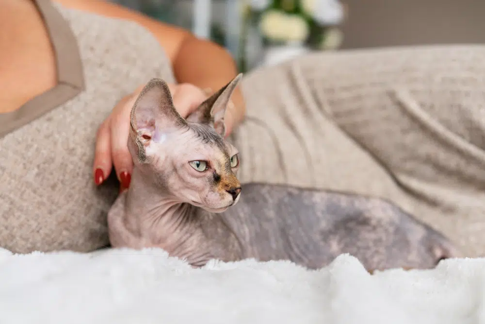 Sphynx