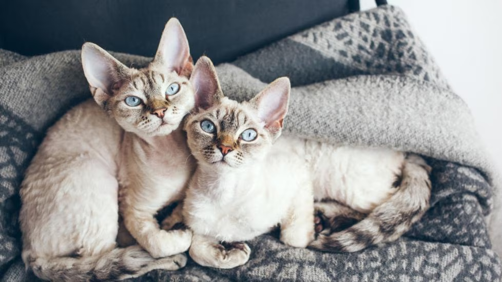 Cornish Rex and Devon Rex cat
